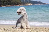 BEDLINGTON TERRIER 067
